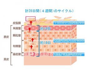 ターンオーバー　イメージ