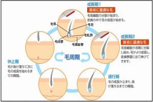s-毛周期　イラスト